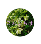 花の写真で日常挨拶 日本語と英語で（個別スタンプ：20）