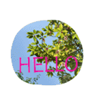 花の写真で日常挨拶 日本語と英語で（個別スタンプ：21）