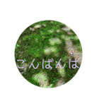 花の写真で日常挨拶 日本語と英語で（個別スタンプ：25）