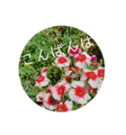 花の写真で日常挨拶 日本語と英語で（個別スタンプ：26）