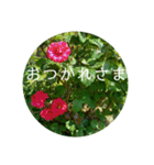 花の写真で日常挨拶 日本語と英語で（個別スタンプ：27）