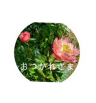 花の写真で日常挨拶 日本語と英語で（個別スタンプ：28）