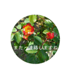 花の写真で日常挨拶 日本語と英語で（個別スタンプ：33）