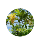 花の写真で日常挨拶 日本語と英語で（個別スタンプ：34）
