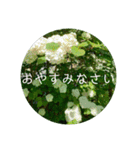 花の写真で日常挨拶 日本語と英語で（個別スタンプ：35）