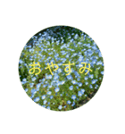 花の写真で日常挨拶 日本語と英語で（個別スタンプ：36）