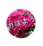 花の写真でよく使う言葉 敬語と日常（個別スタンプ：1）
