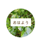 花の写真でよく使う言葉 敬語と日常（個別スタンプ：3）