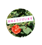 花の写真でよく使う言葉 敬語と日常（個別スタンプ：4）