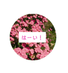 花の写真でよく使う言葉 敬語と日常（個別スタンプ：8）
