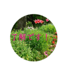 花の写真でよく使う言葉 敬語と日常（個別スタンプ：9）