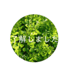 花の写真でよく使う言葉 敬語と日常（個別スタンプ：11）