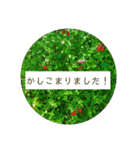 花の写真でよく使う言葉 敬語と日常（個別スタンプ：13）