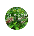 花の写真でよく使う言葉 敬語と日常（個別スタンプ：16）