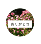 花の写真でよく使う言葉 敬語と日常（個別スタンプ：17）