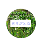 花の写真でよく使う言葉 敬語と日常（個別スタンプ：18）