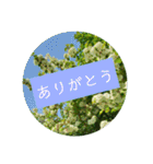 花の写真でよく使う言葉 敬語と日常（個別スタンプ：20）