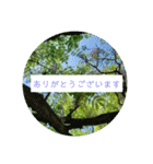 花の写真でよく使う言葉 敬語と日常（個別スタンプ：21）