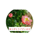 花の写真でよく使う言葉 敬語と日常（個別スタンプ：22）