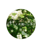 花の写真でよく使う言葉 敬語と日常（個別スタンプ：23）