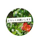 花の写真でよく使う言葉 敬語と日常（個別スタンプ：24）