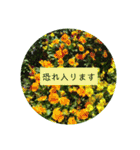 花の写真でよく使う言葉 敬語と日常（個別スタンプ：26）