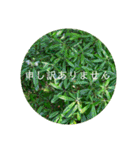 花の写真でよく使う言葉 敬語と日常（個別スタンプ：27）