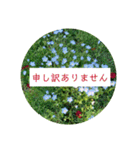 花の写真でよく使う言葉 敬語と日常（個別スタンプ：28）