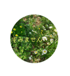 花の写真でよく使う言葉 敬語と日常（個別スタンプ：29）