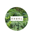 花の写真でよく使う言葉 敬語と日常（個別スタンプ：30）