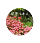 花の写真でよく使う言葉 敬語と日常（個別スタンプ：31）