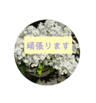 花の写真でよく使う言葉 敬語と日常（個別スタンプ：32）