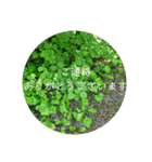 花の写真でよく使う言葉 敬語と日常（個別スタンプ：33）