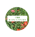 花の写真でよく使う言葉 敬語と日常（個別スタンプ：34）