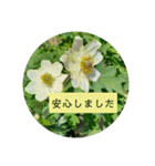 花の写真でよく使う言葉 敬語と日常（個別スタンプ：35）