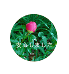 花の写真でよく使う言葉 敬語と日常（個別スタンプ：36）