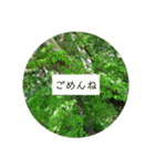 花の写真でよく使う言葉 敬語と日常（個別スタンプ：37）