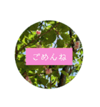 花の写真でよく使う言葉 敬語と日常（個別スタンプ：38）