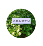 花の写真でよく使う言葉 敬語と日常（個別スタンプ：39）