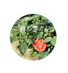 花の写真でよく使う言葉 敬語と日常（個別スタンプ：40）