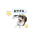 ♡かわいい家族たち♡（個別スタンプ：1）