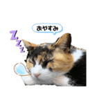 ♡かわいい家族たち♡（個別スタンプ：2）