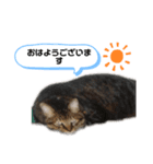 ♡かわいい家族たち♡（個別スタンプ：4）