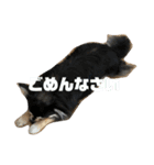 ツネのあいさつ（個別スタンプ：8）