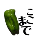 大好き野菜シリーズ ピーマン編（個別スタンプ：15）