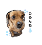愛犬ピノちゃん2（個別スタンプ：1）