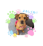 愛犬ピノちゃん2（個別スタンプ：2）