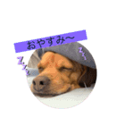 愛犬ピノちゃん2（個別スタンプ：3）