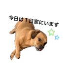 愛犬ピノちゃん2（個別スタンプ：4）