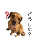 愛犬ピノちゃん2（個別スタンプ：5）